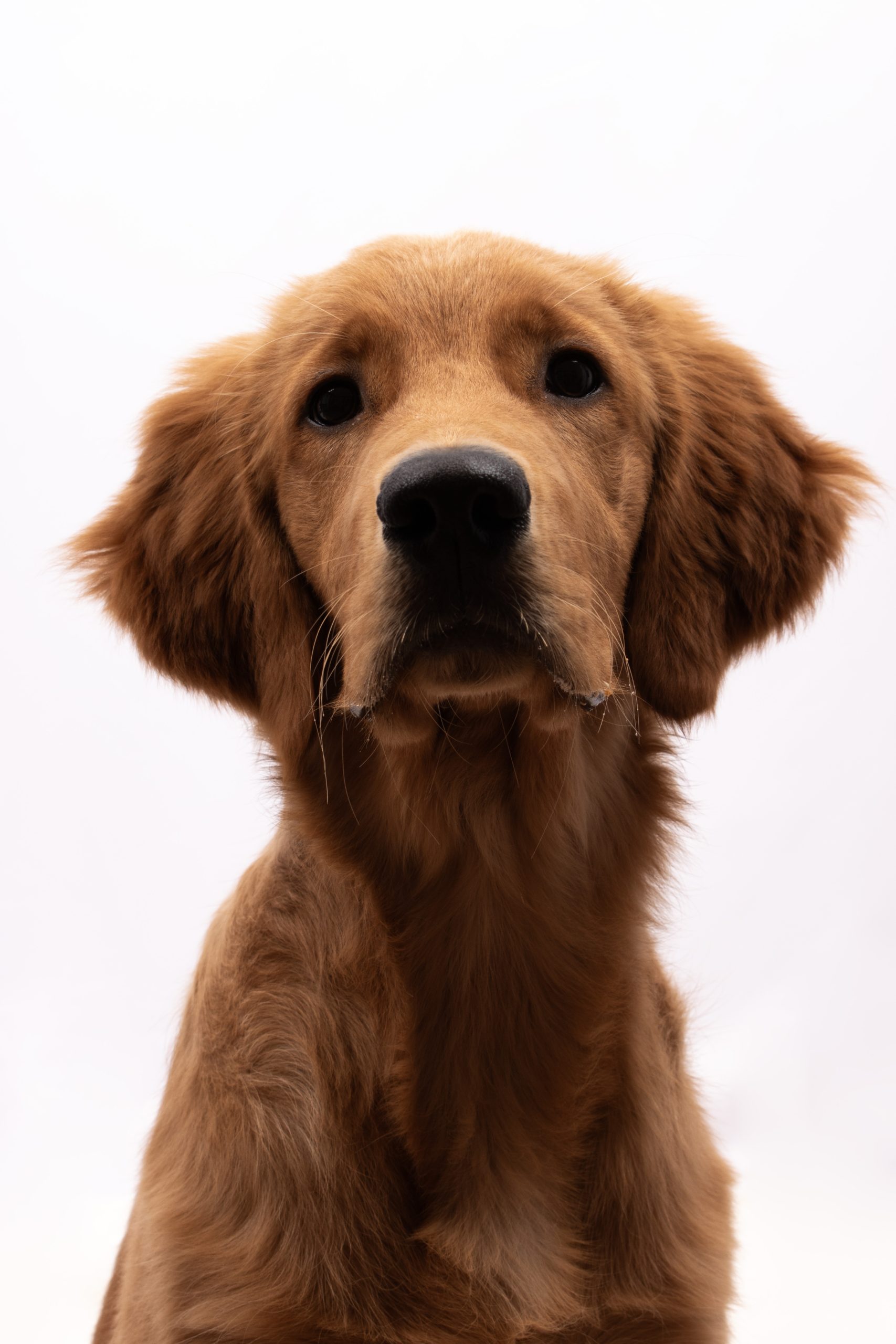 portrait d'un chien au studio